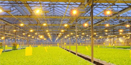 种植高附加值中草药 led农业照明技术新突破